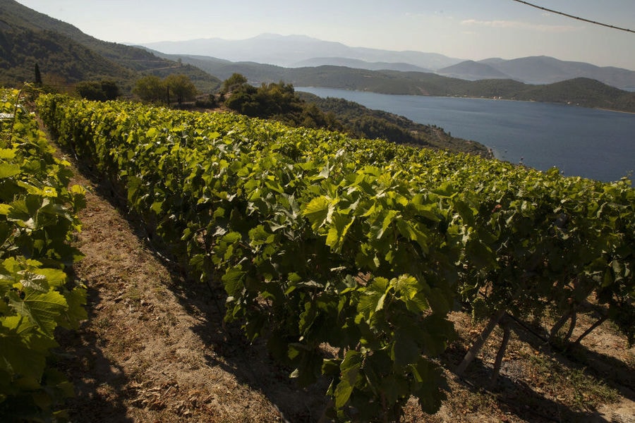 rows of vines at Vriniotis Winery in the background of blue sky, mountains and the sea